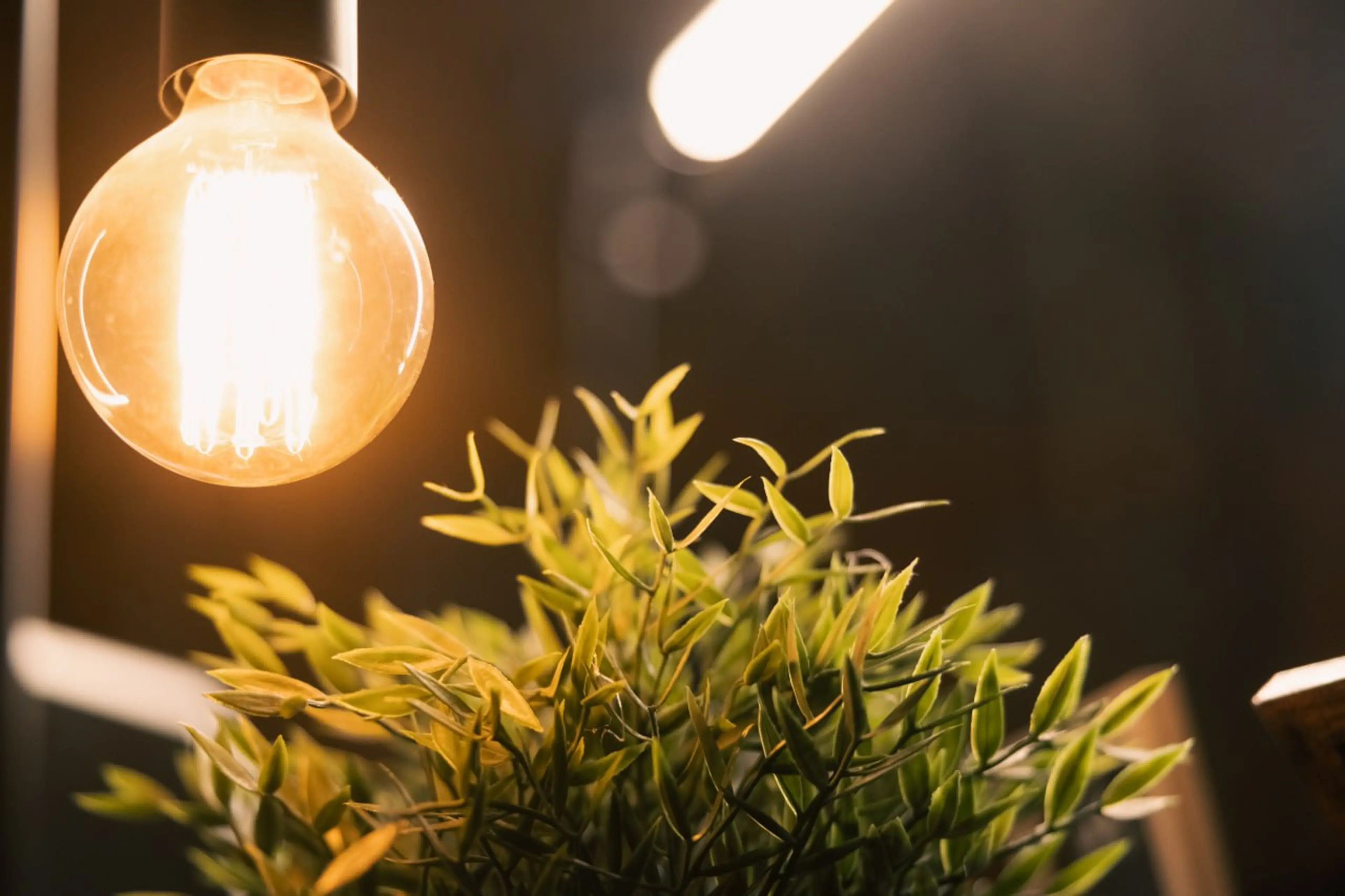 Warm glowing Edison bulb above green foliage